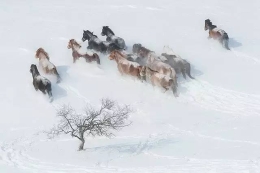 内蒙古雪中的草原万马奔腾，美不胜收!