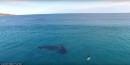 无人机拍摄一对巨鲸与冲浪者“亲密接触”