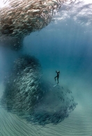 海底“鱼群龙卷风” 场面壮观
