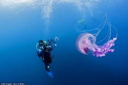 深海拍摄罕见水母