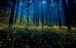 日本夏夜萤火虫聚集 森林变成超现实舞台