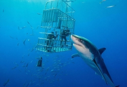 美国男子环球旅行 近距离拍摄恐怖大白鲨