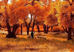 9月，内蒙古这些地方的秋景惊艳整个中国！