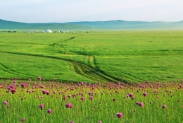 内蒙古草原有多美，看完这个你就知道了！