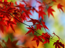 一叶知秋，探寻秋天最艳丽的那一抹红