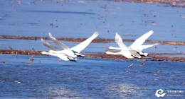 美呆了！近3万只白天鹅做客达旗滩头湿地