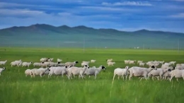 西乌珠穆沁草原有多美，你知道吗？
