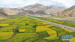 西藏：油菜花开似金毯