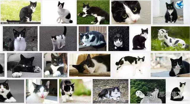 为什么黑白猫都是上黑下白的？