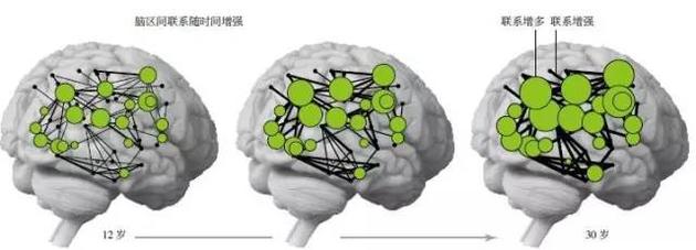 青少年大脑最显著的变化不是脑区的成长，而是神经元集群之间交流的增多。用图论分析技术分析磁共振成像扫描数据，显示从12岁到30岁期间，特定脑区或神经元集群之间的联系会变强(黑线变粗)。同时，某些特定区域内的联系会增多(绿圈变大)。这些变化最终将帮助大脑成熟，并胜任复杂思考和社会交际。