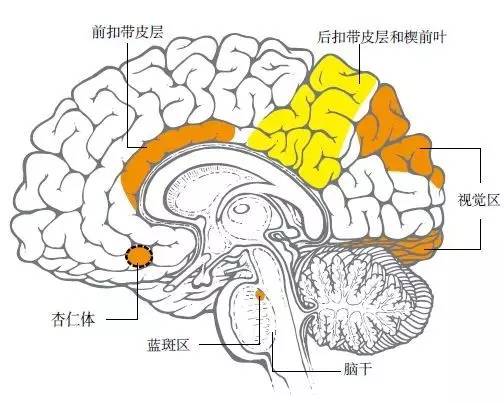 某些脑区域(黄色部分)在快速眼动睡眠期间活动较少，尤其是掌管批判性思维和理性思考的前额叶皮层区域，这也解释了为什么这一阶段的梦中有一系列不可思议的奇异事件。另一些区域(橘黄色)反而特别活跃，例如视觉区域和运动皮层，因此梦中会出现多种多样的动作和画面。掌管情绪的杏仁体在梦中也经常过于活跃，因此许多梦情绪色彩丰富。快速眼动睡眠期间，脑干中的蓝斑区还会抑制身体动作(患有某些病的人除外)。不过，在慢波睡眠期间，科学家还没能建立起脑活动和梦境的相关联系。